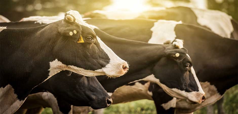 a_vache